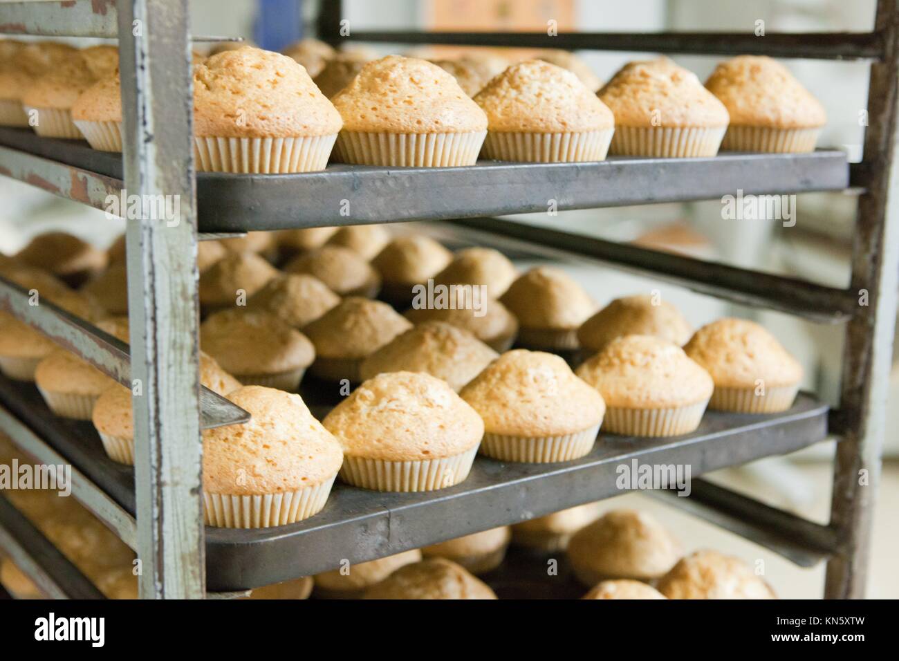 Shelves for trays with product just baked. Handmade manufacturing process of spanish madeleines. Stock Photo