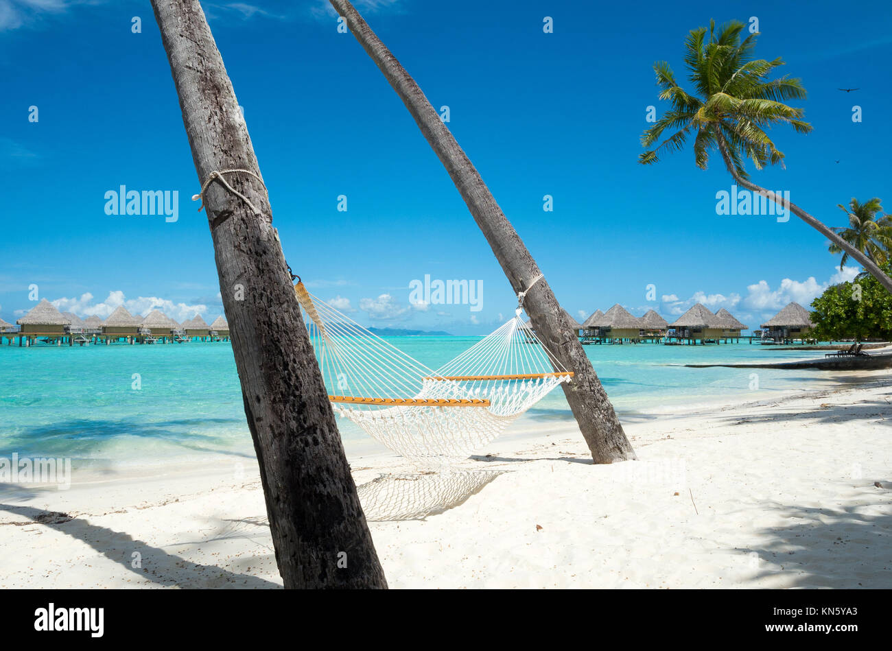 A hammock suspended between two palm trees provides ample relaxation for guests at the Intercontinental Le Moana resort in Bora Bora, French Polynesia. Stock Photo