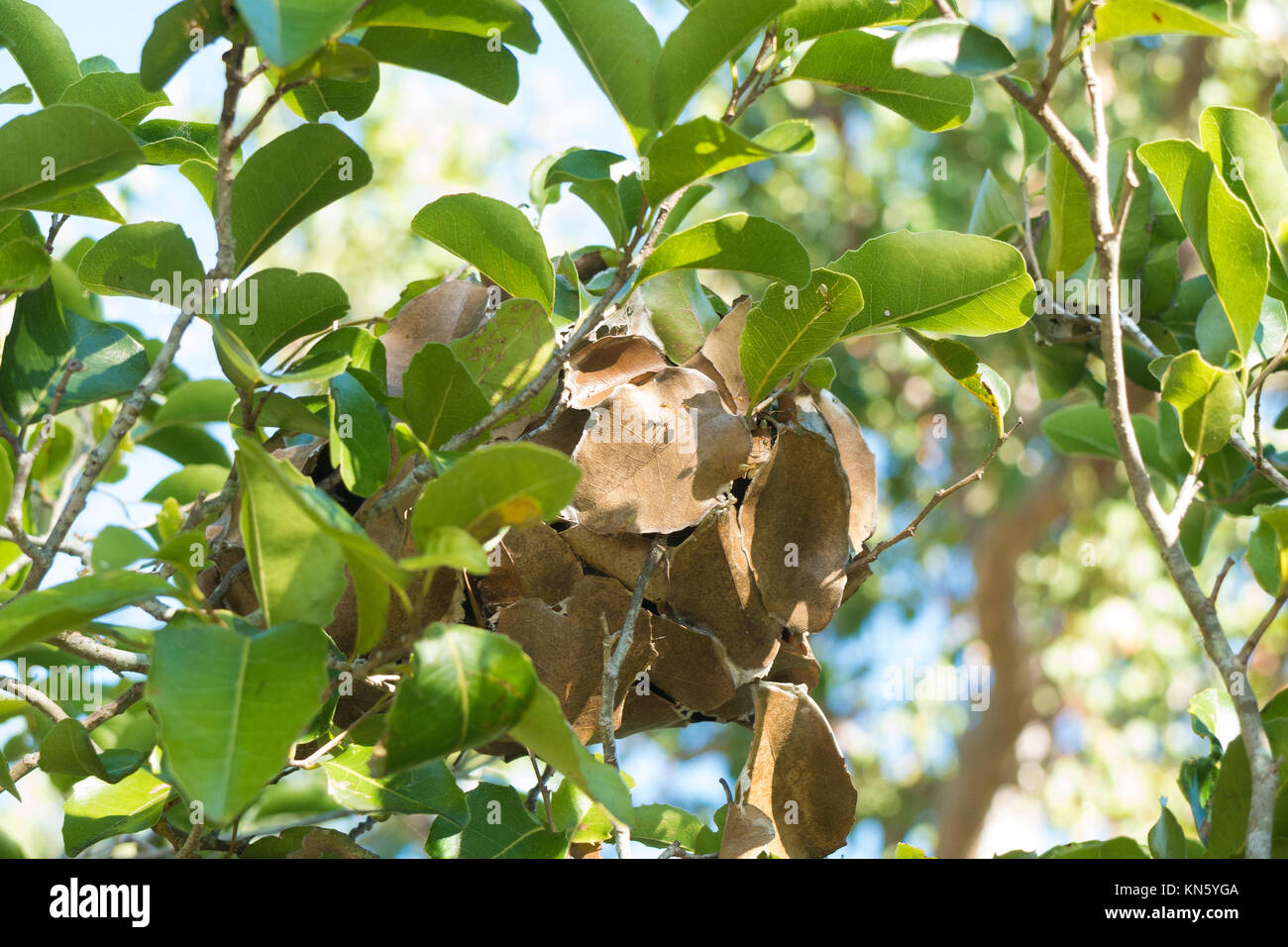 Leaf nest made by green ants Stock Photo Alamy