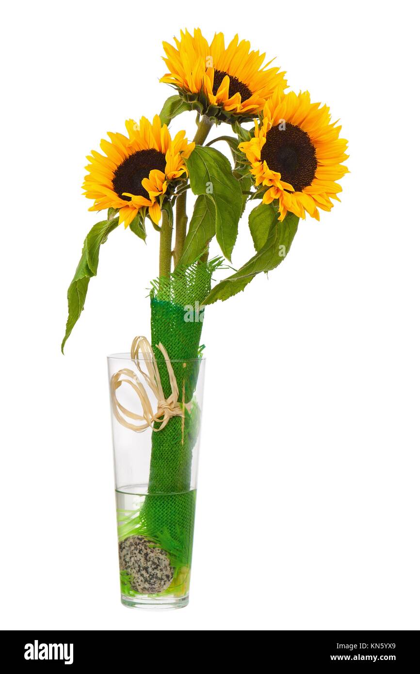 Still Life with Sunflowers in Glass Vase Isolated on White Background
