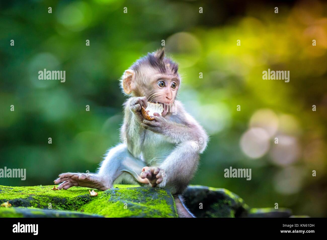 Little baby-monkey in monkey forest of Ubud, Bali, Indonesia. Stock Photo