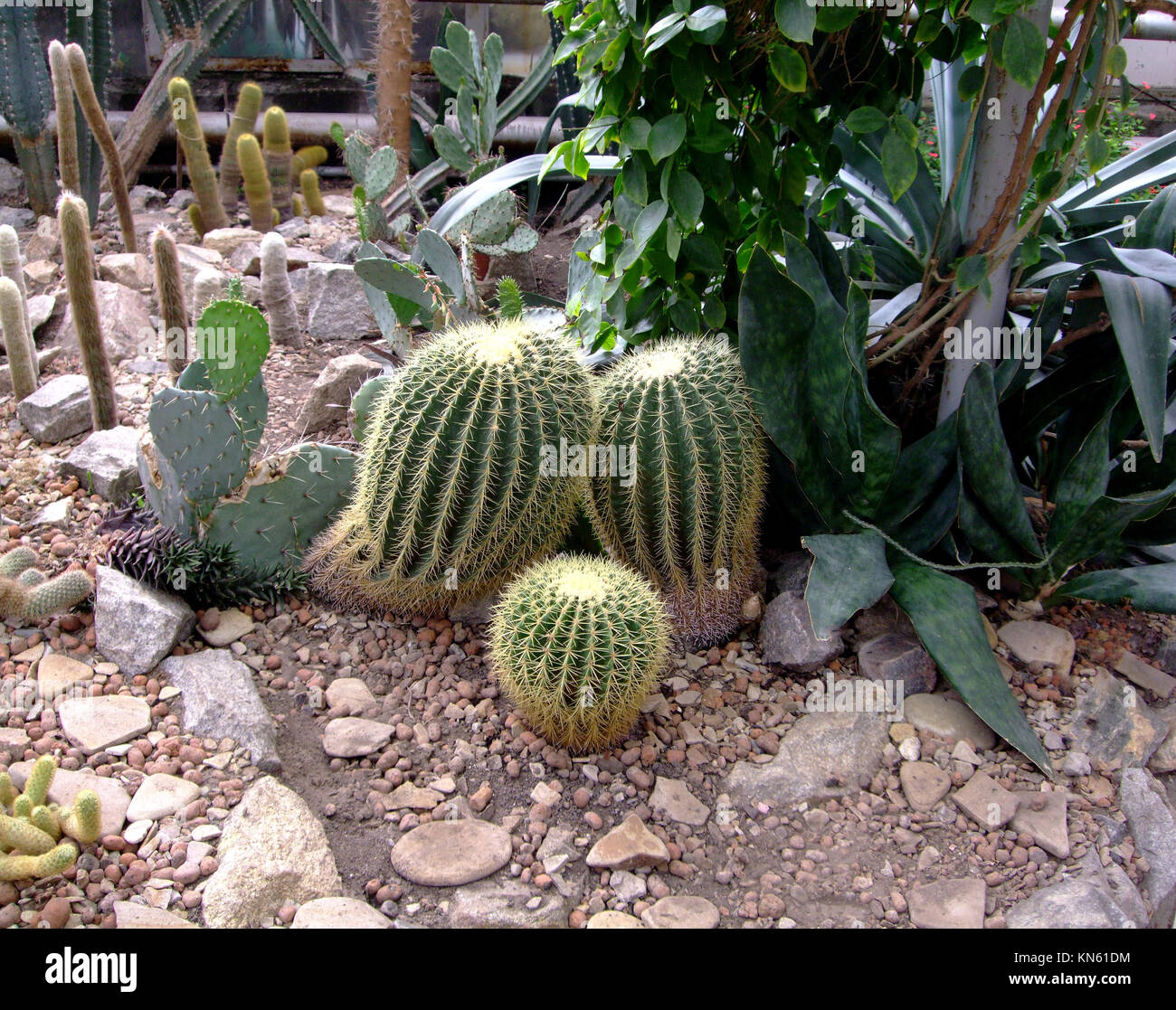 Golden barrel cactus grow in botanical garden Stock Photo