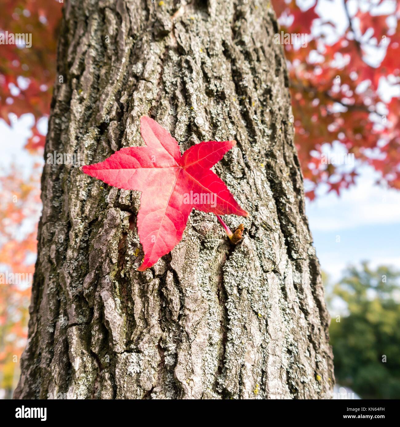 red leaf on a tree in autumn. Stock Photo