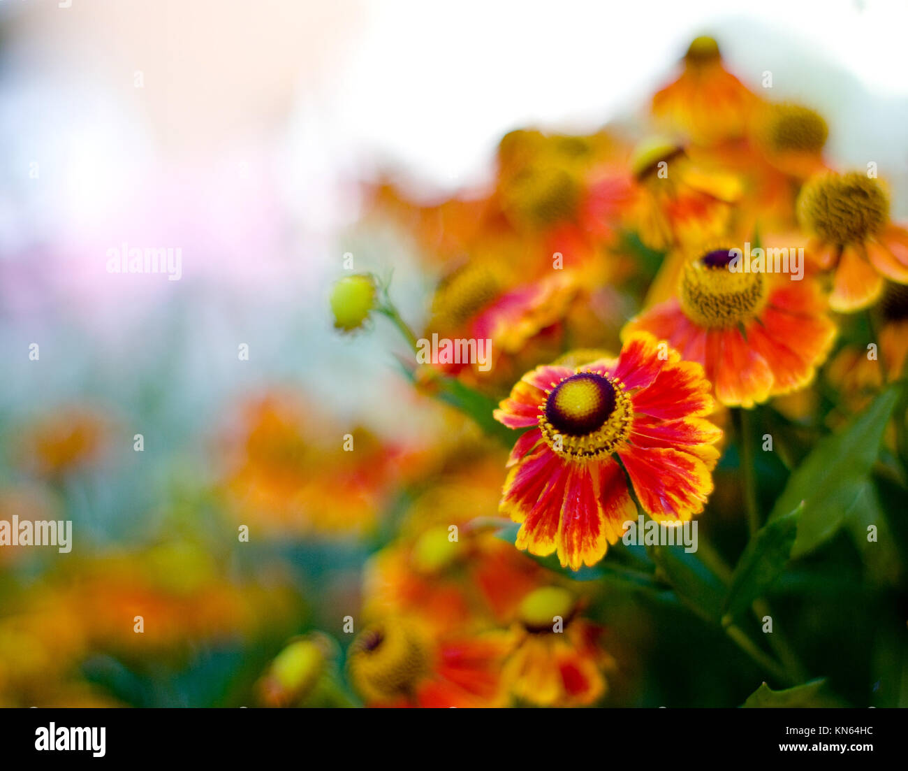 Helenium large group of flowers. Bright orange colors. Gardening Stock Photo