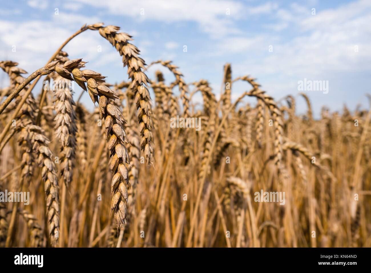 wheat ear on field with blue sky and clouds. Stock Photo