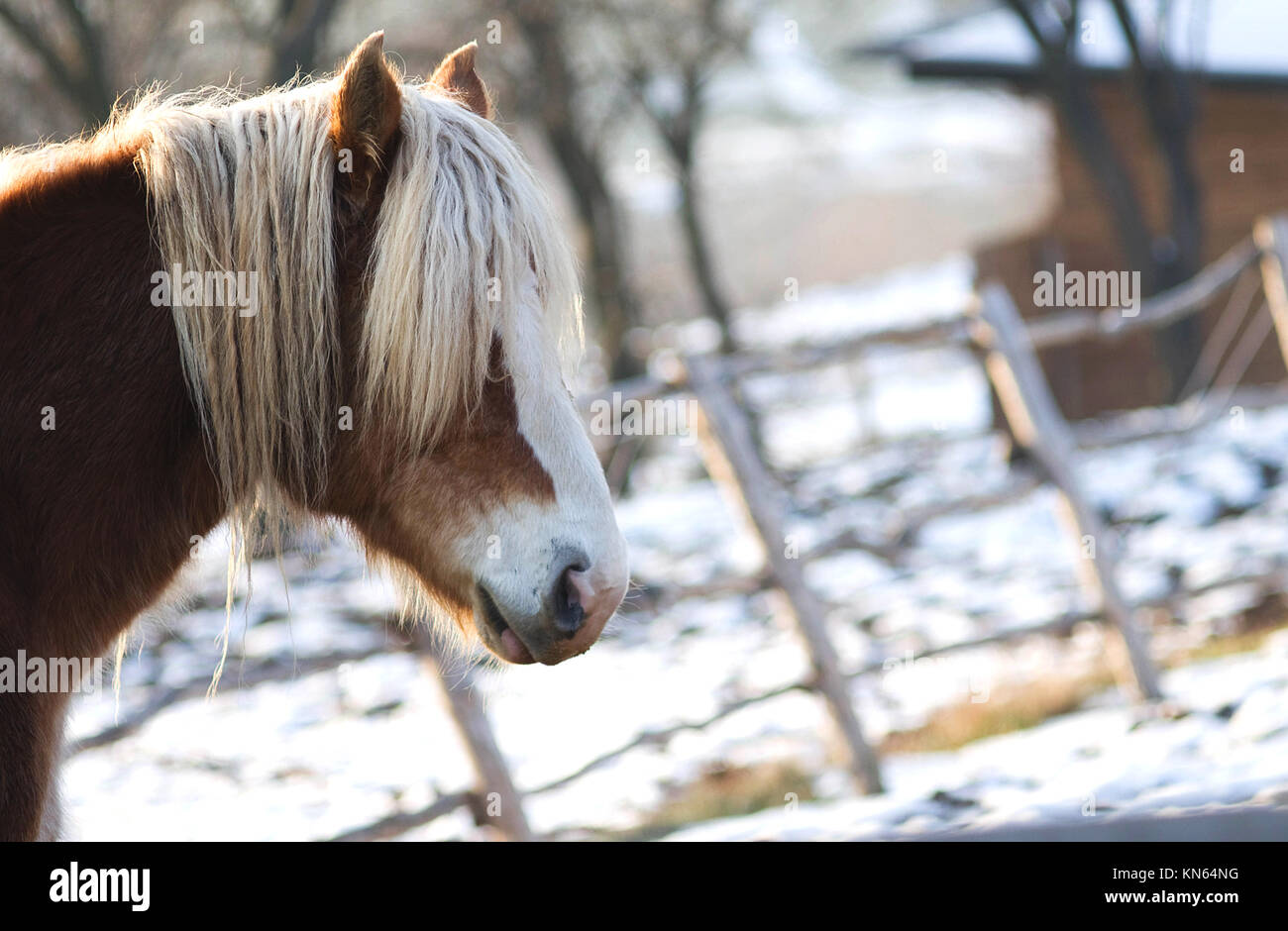 Equus ferus caballus. Portrait of Haflinger horse at winter Stock Photo