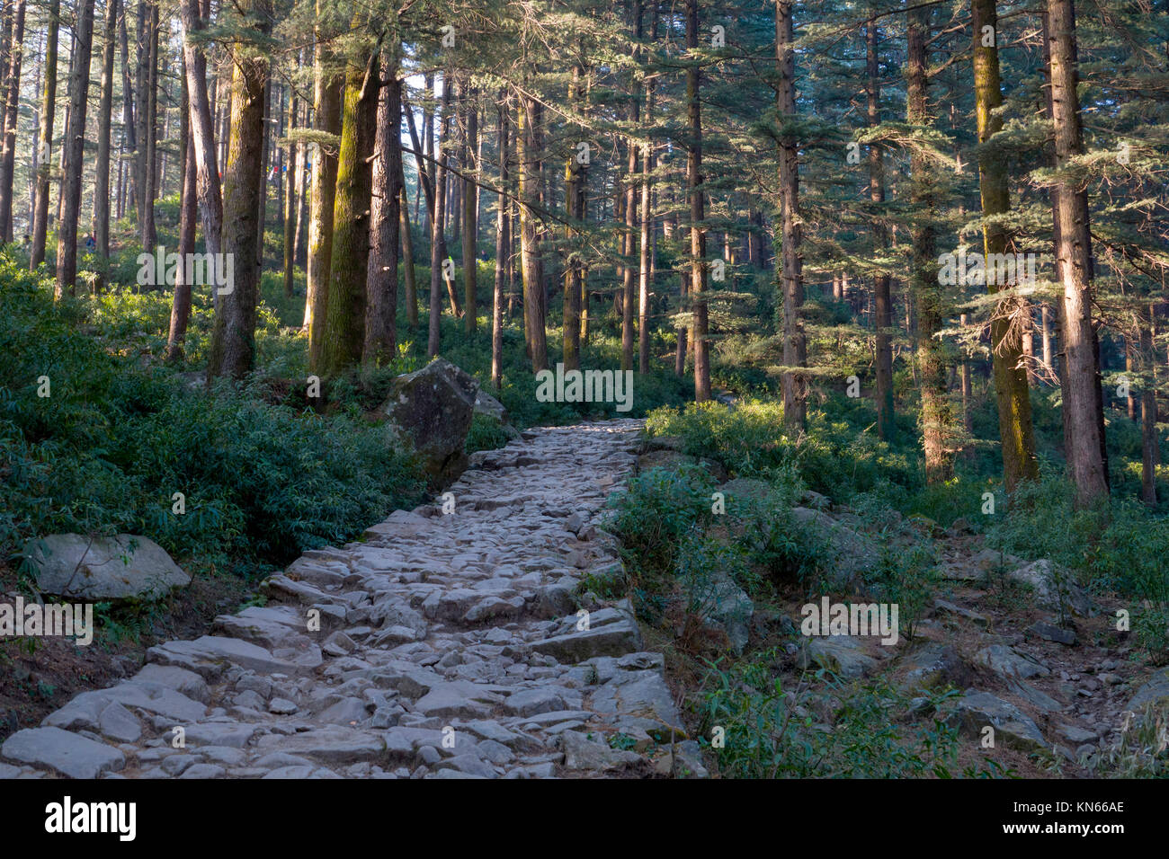 Old stone path through cedar forest leads toward Triund from Dharamkot, India Stock Photo