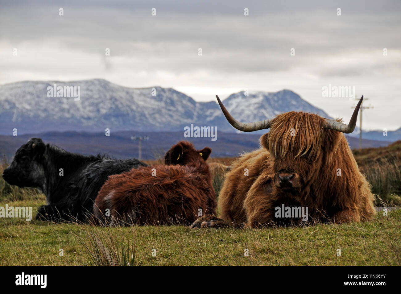 Highland longhorns near Poolewe in Wester-Ross in northwest Scotland, Britain Stock Photo