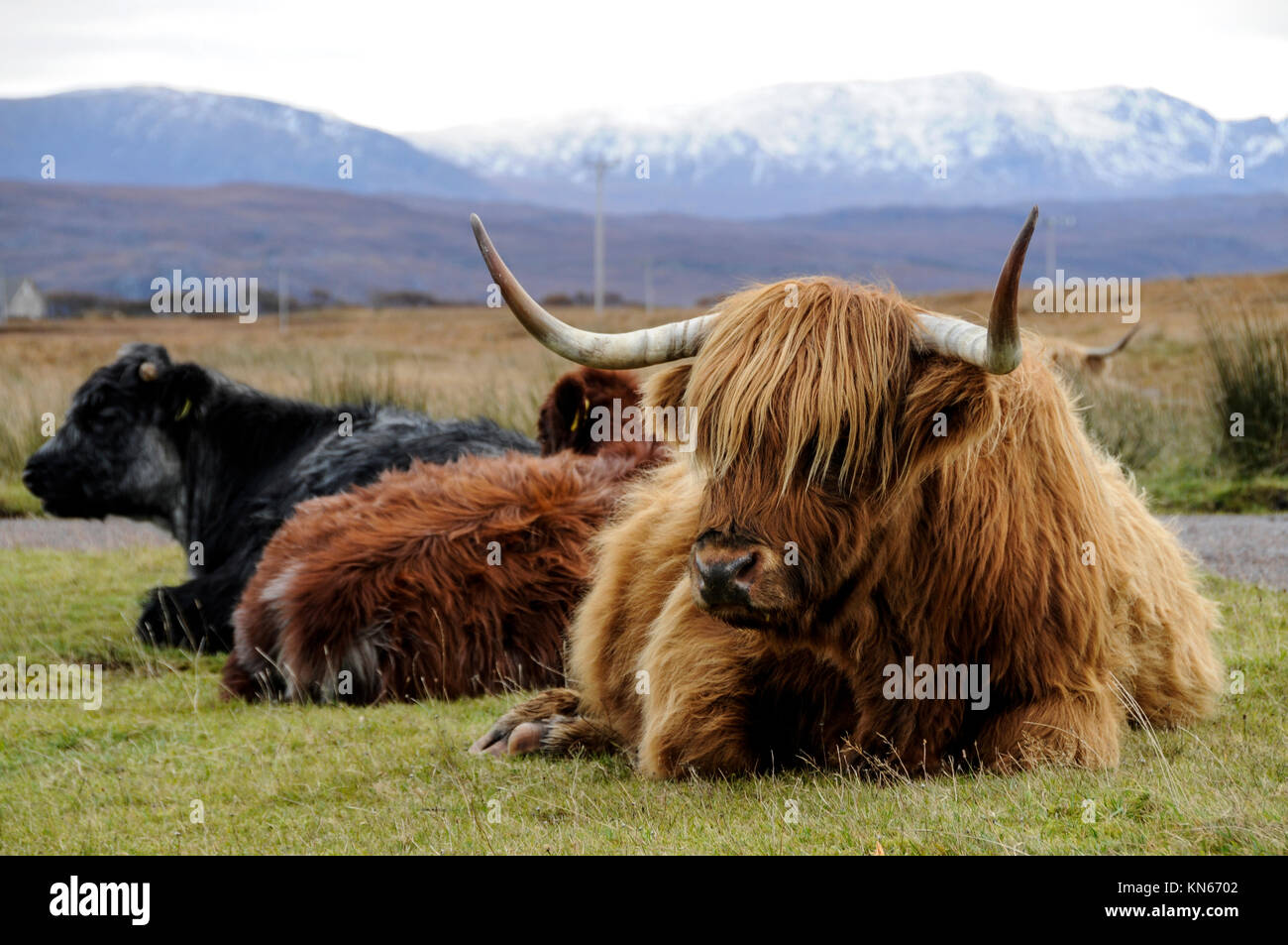 Highland longhorns near Poolewe in Wester-Ross in northwest Scotland, Britain Stock Photo