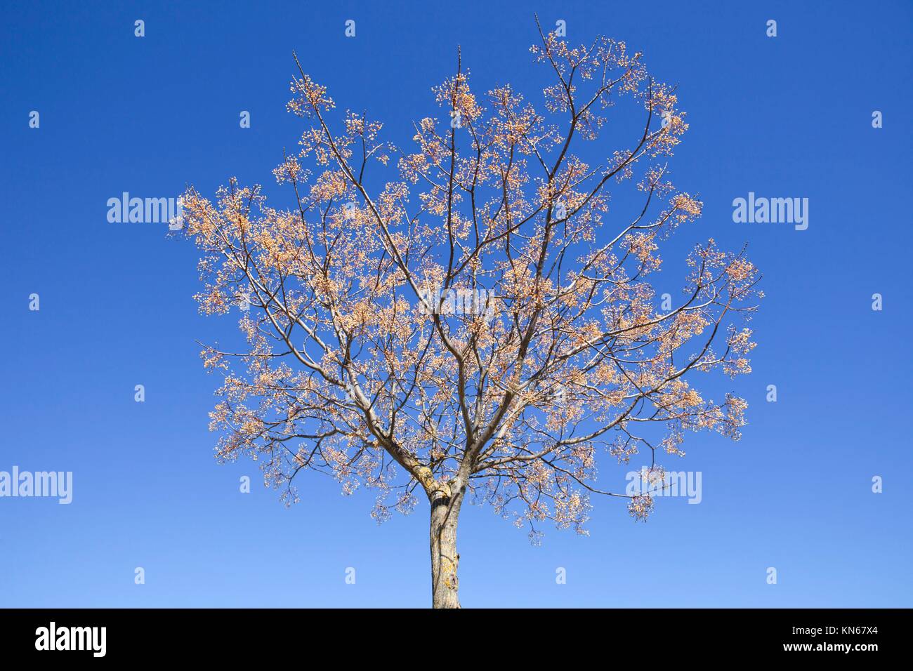 Chinaberry melia tree isolated over blue sky. Stock Photo