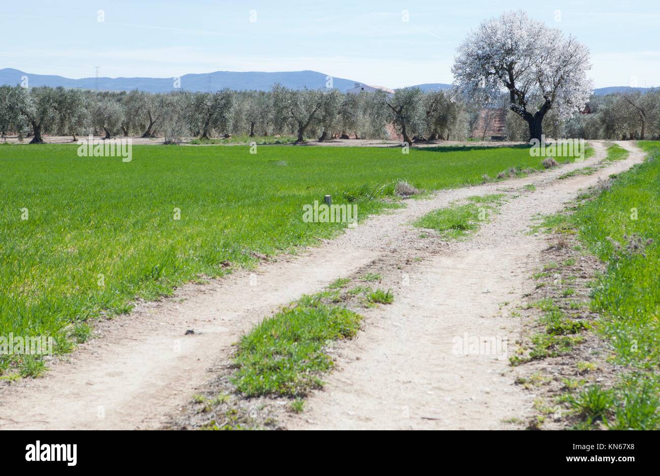 Lonely pear tree in full bloom in the middle of an olive trees cultivation field. Stock Photo