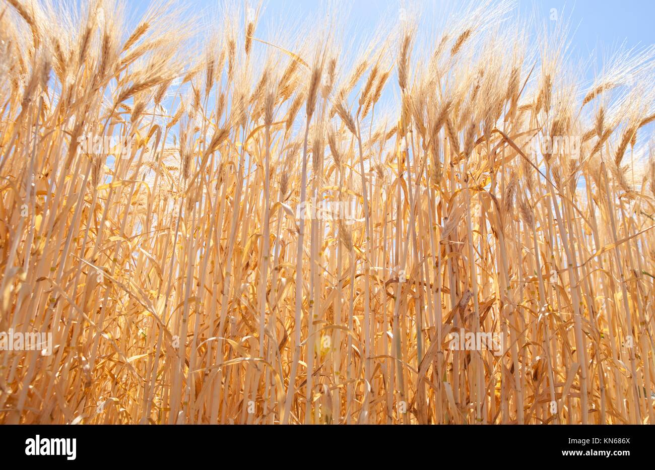 Barley field shot from low angle. Springtime in Badajoz region, Spain. Stock Photo