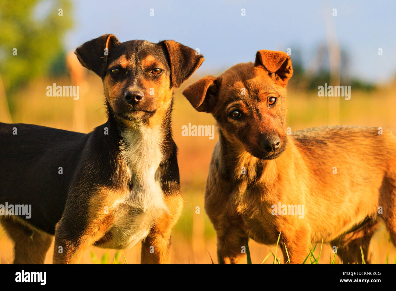 funny puppies with beautiful eyes, winter holidays, animals, a symbol of the new year Stock Photo