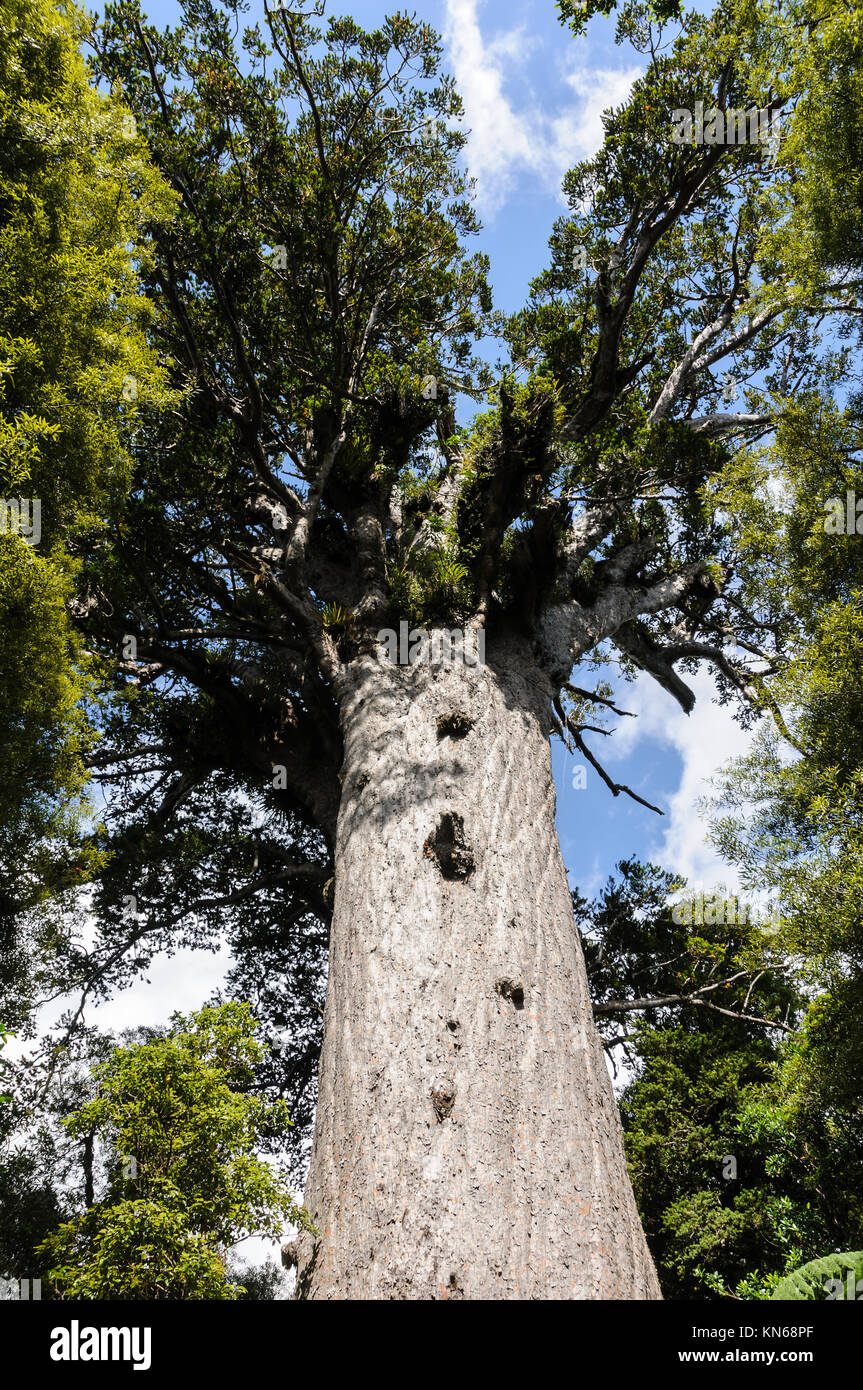 Tane Mahuta one of the largest remaining Kauri Trees in the world. It is found in the Waipoua Rainforest near Dargaville, North Island, New Zealand, Stock Photo