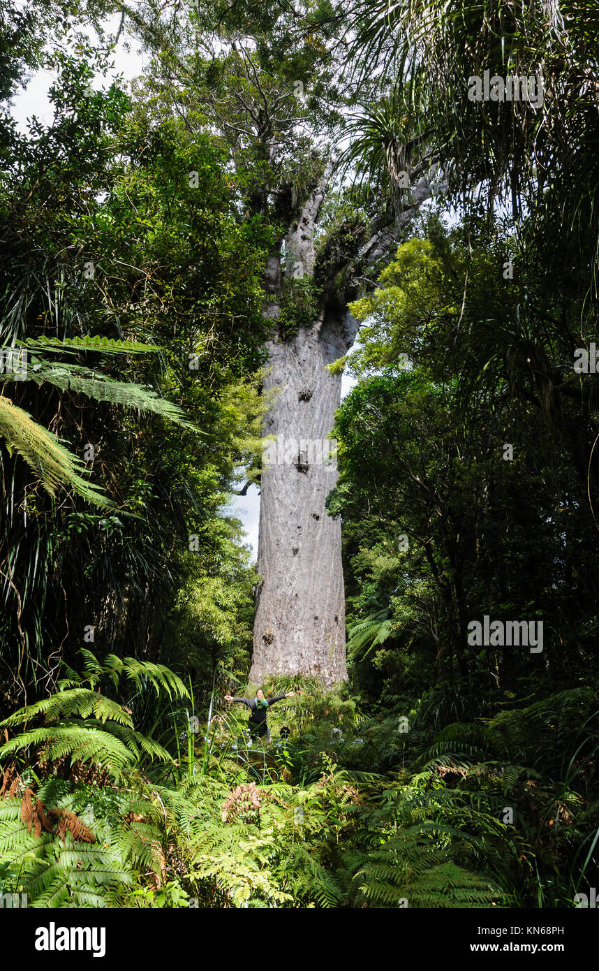 Tane mahuta kauri tree hires stock photography and images Alamy