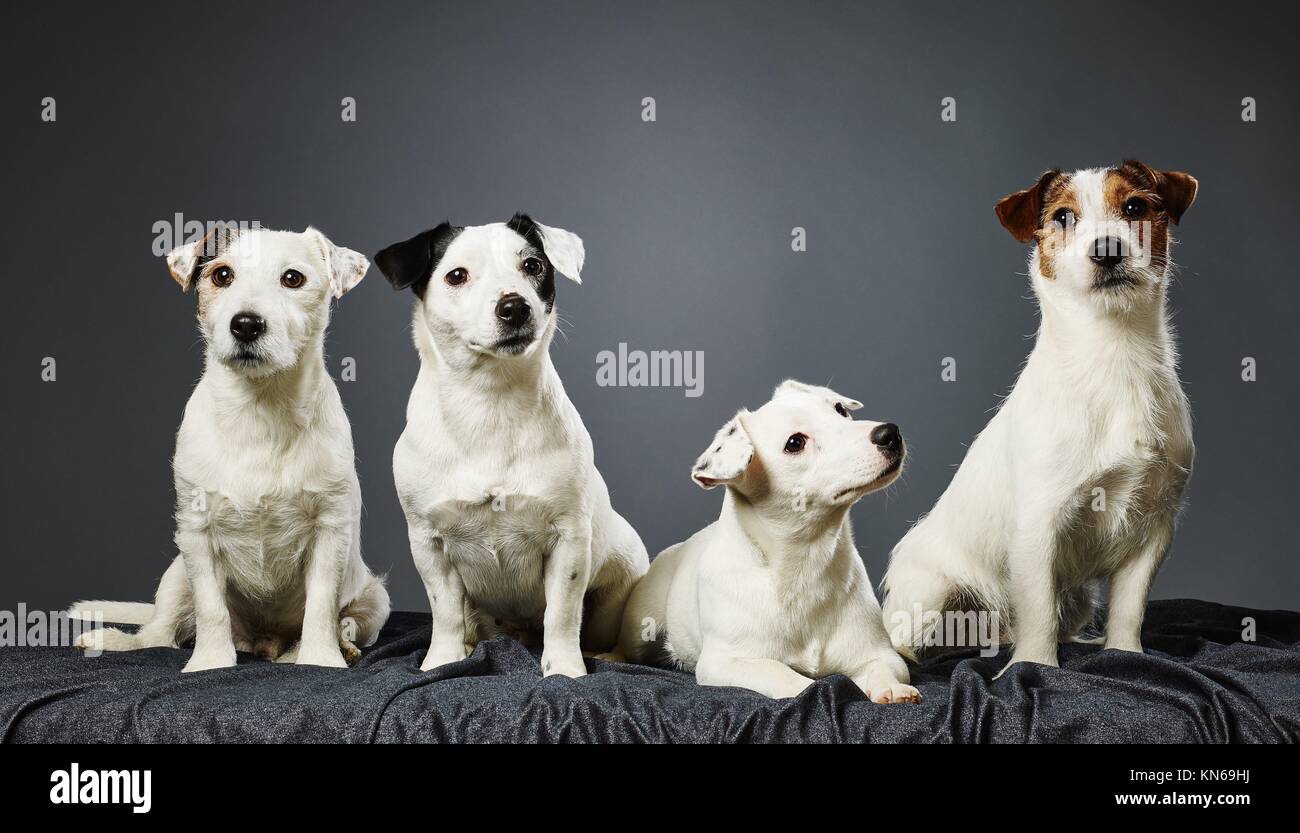 White And Brown Jack Russell Terrier Puppy Stock Photos & White And