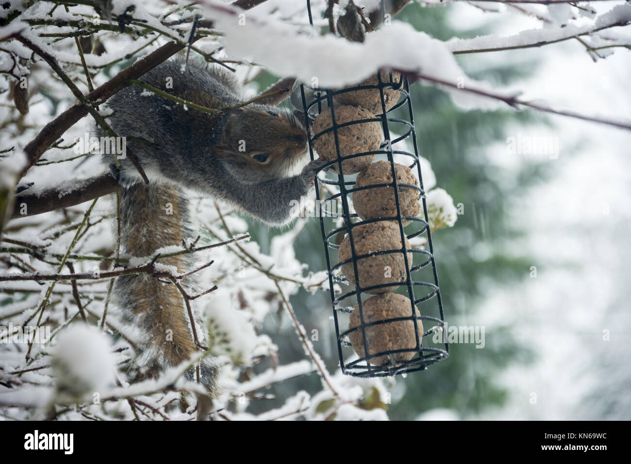 Cheeky Squirrel steeling some food from fat balls left out for the