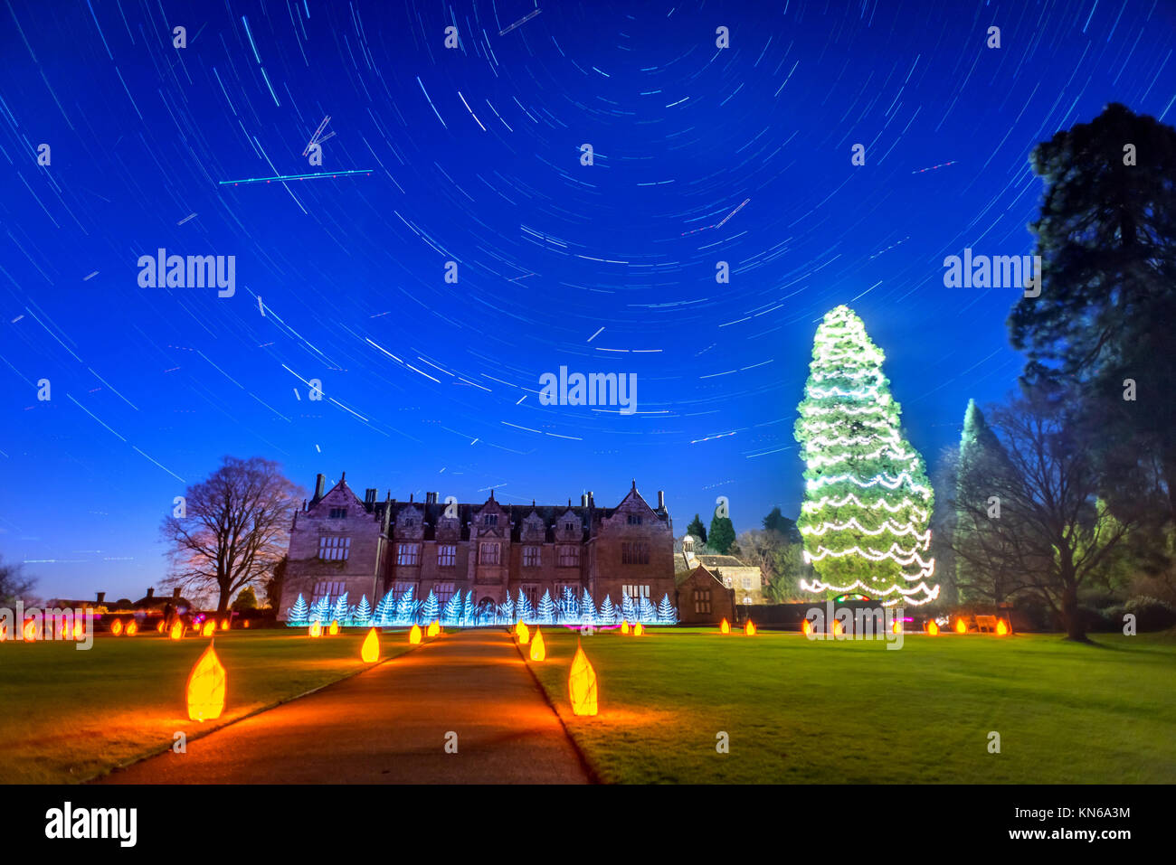 The UK's tallest living Christmas tree, measuring 118ft tall and