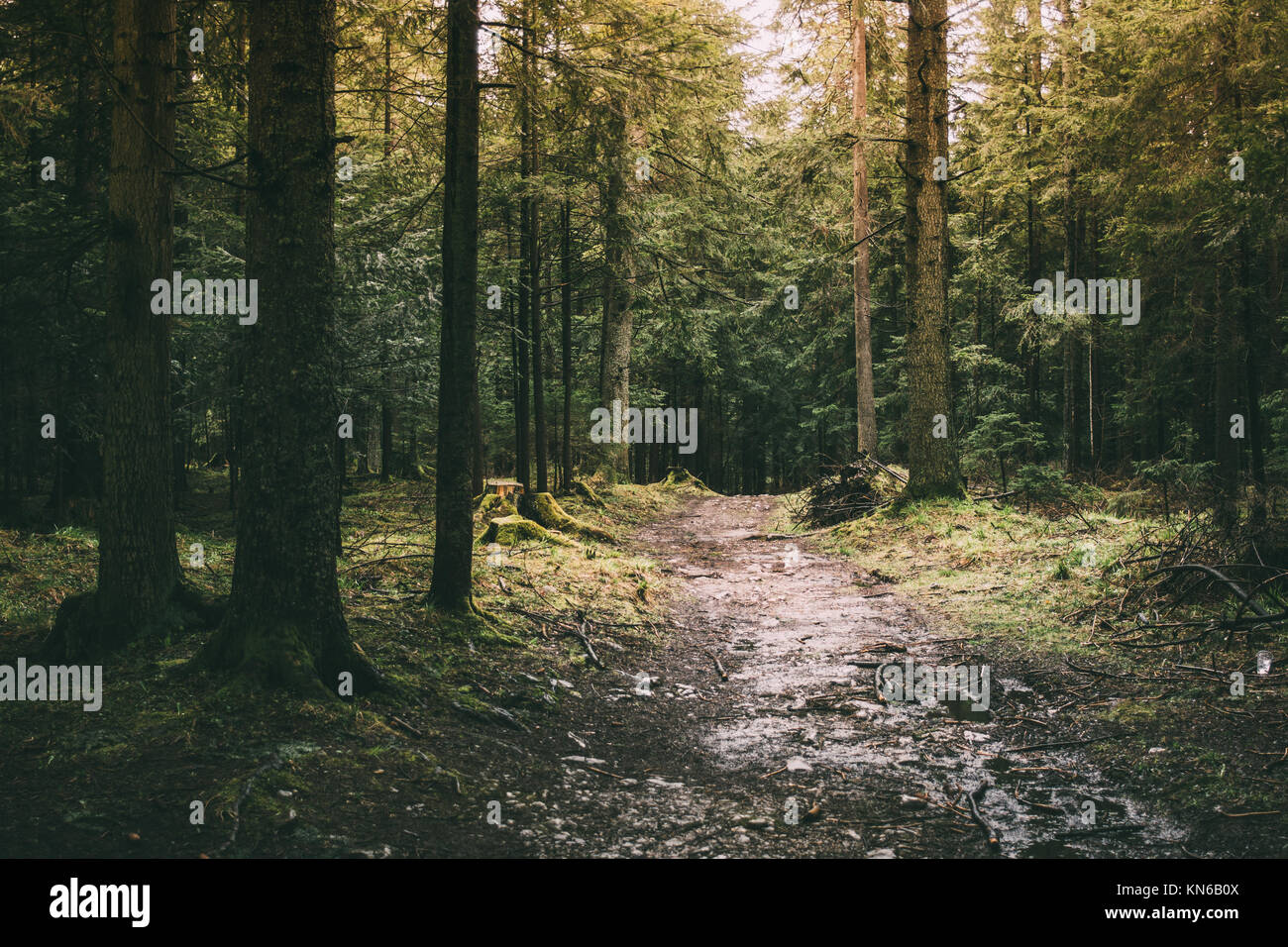 Hiking path in forest with light shining through the trees Stock Photo