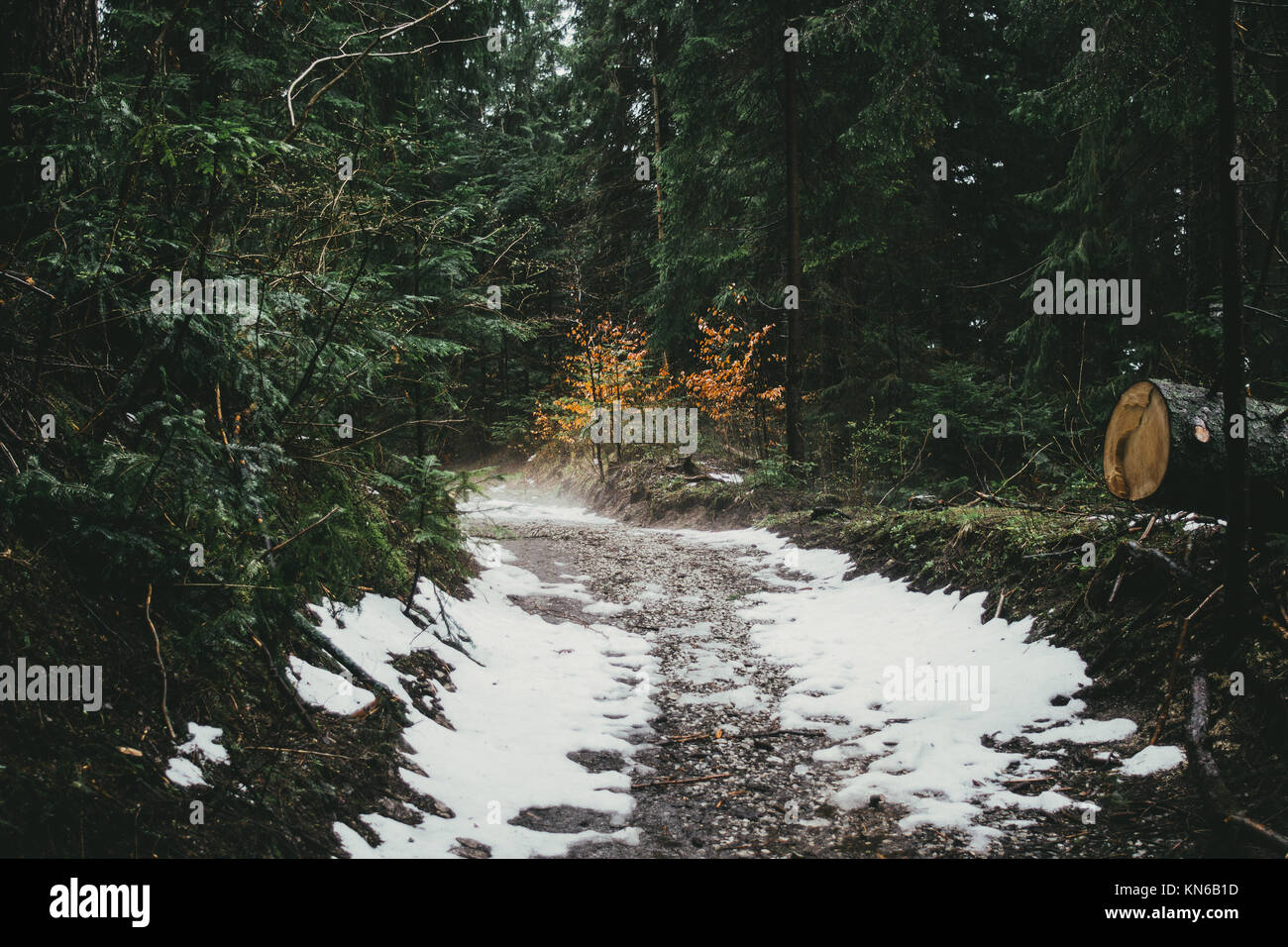 Hiking path in forest with snow and some mist Stock Photo