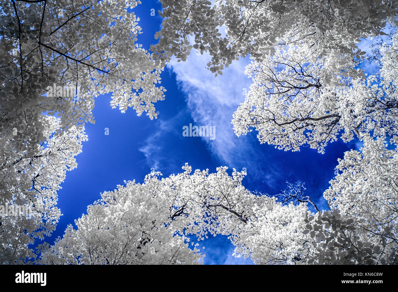Infrared view of tall trees under blue skies with white clouds Stock ...