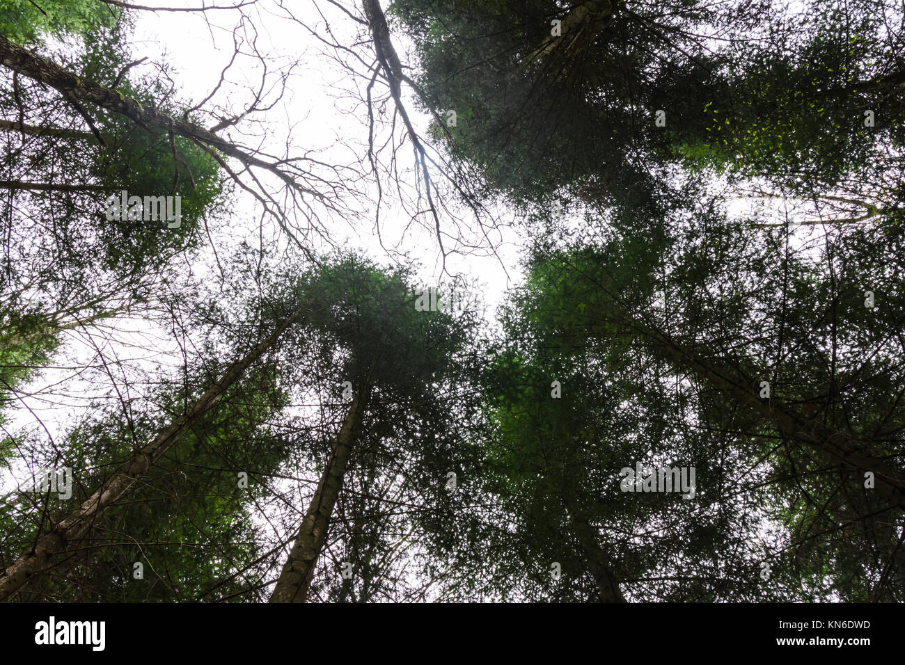Tree Canopies White Sky Looking Up in Forest Stock Photo Alamy