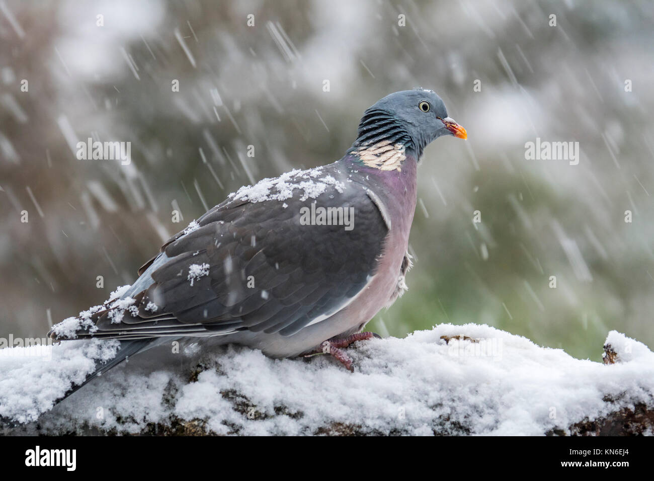 Common wood pigeon (Columba palumbus) perched in tree during heavy snow shower in winter Stock Photo