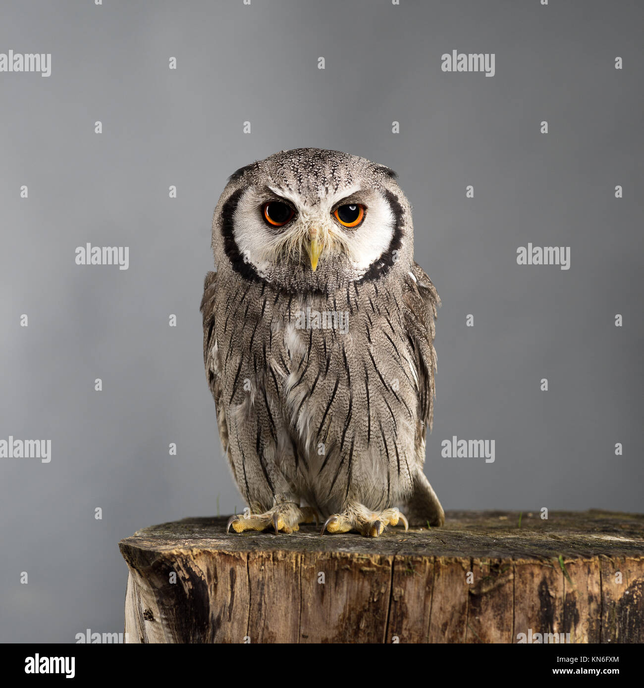 Northern white-faced owl Ptilopsis leucotis studio portrait with grey background Stock Photo