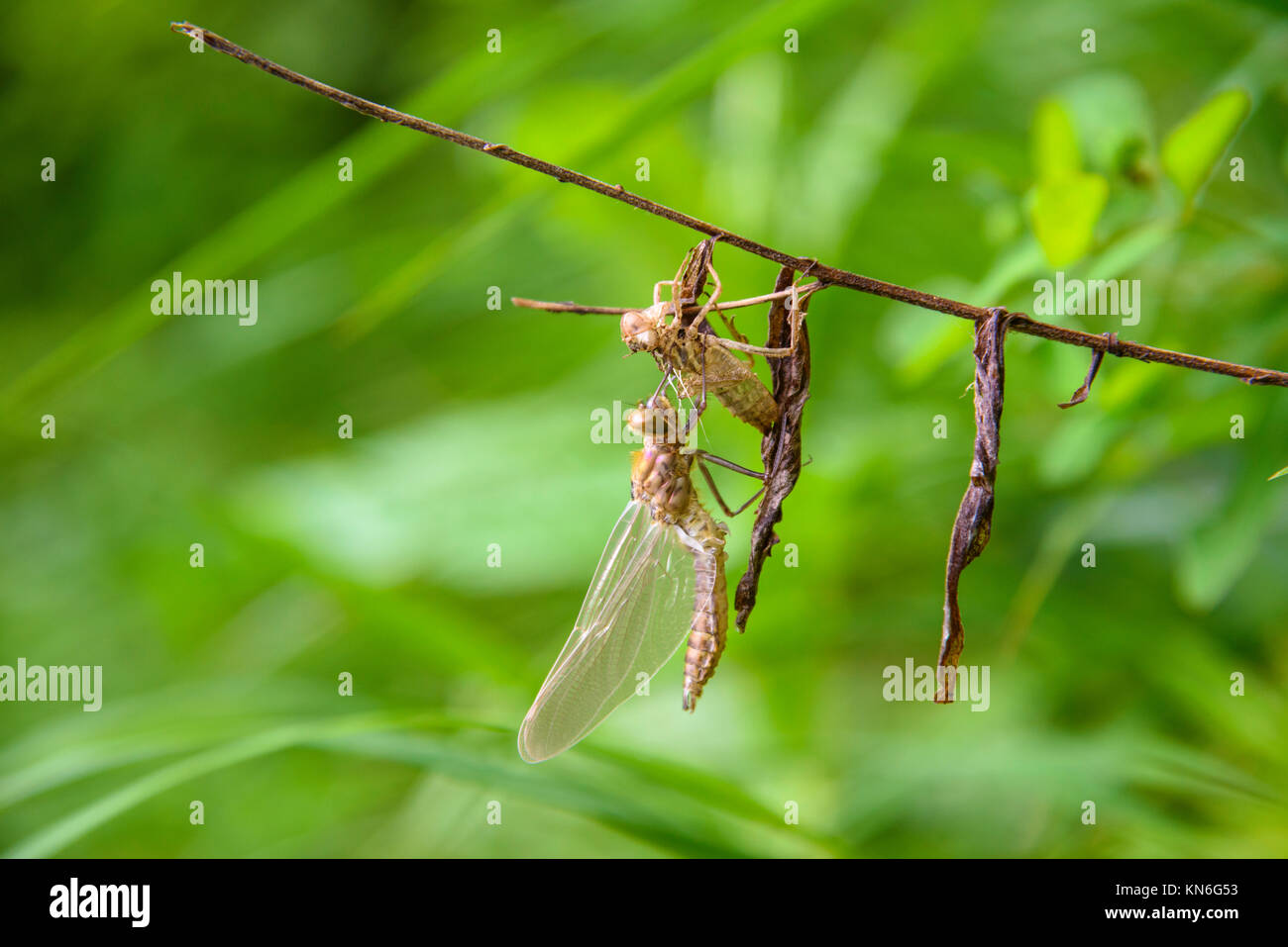 Dragonfly or Damselfly emerging from larvea, Plitvice Lakes National Park, Croatia Stock Photo