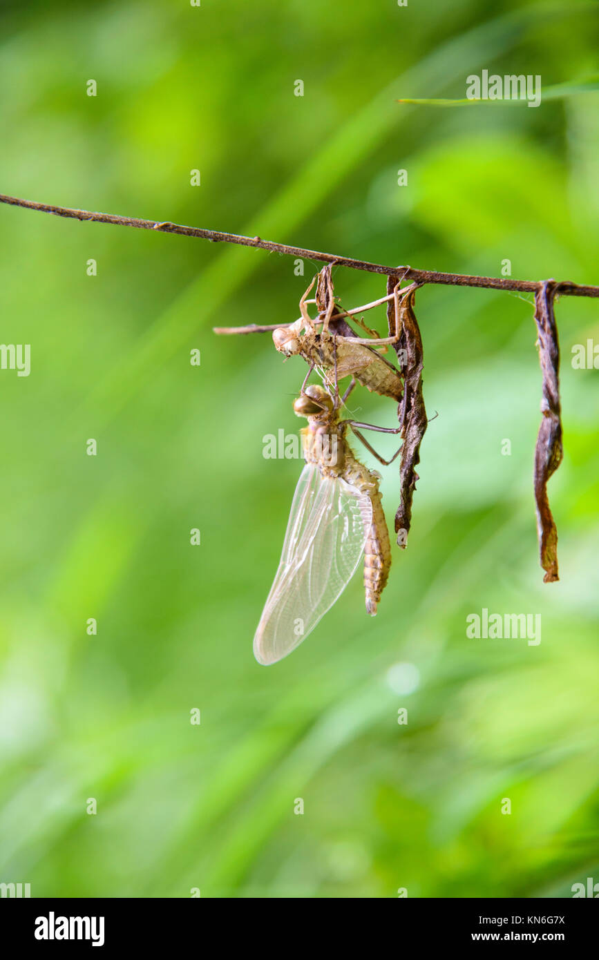 Dragonfly or Damselfly emerging from larvea, Plitvice Lakes National Park, Croatia Stock Photo