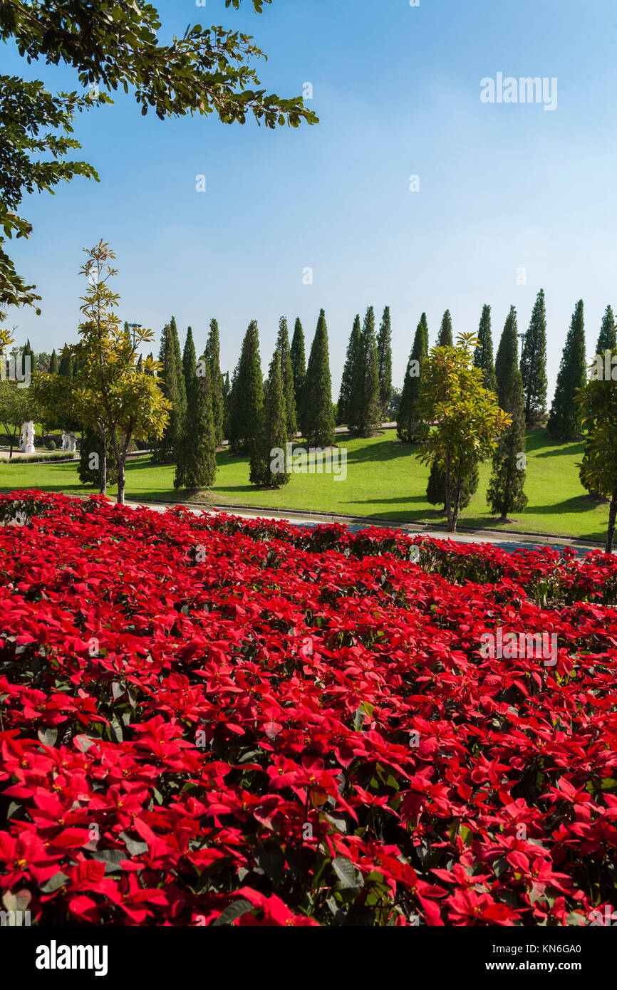 Trees with red leaves : Background landscape Stock Photo - Alamy