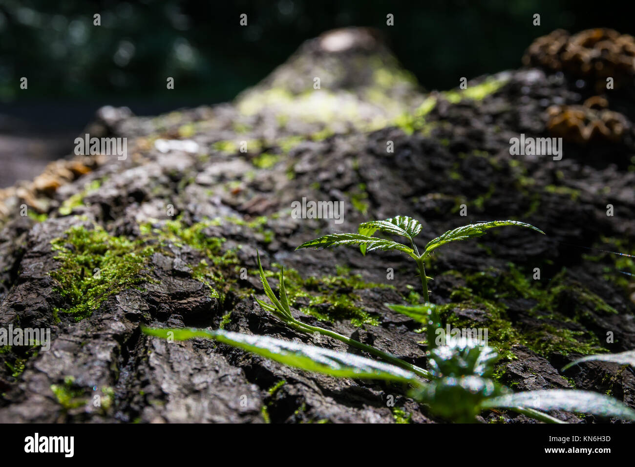 Little Plant Sprout Growing On Fallen Tree Trunk Rough Texture Stock ...