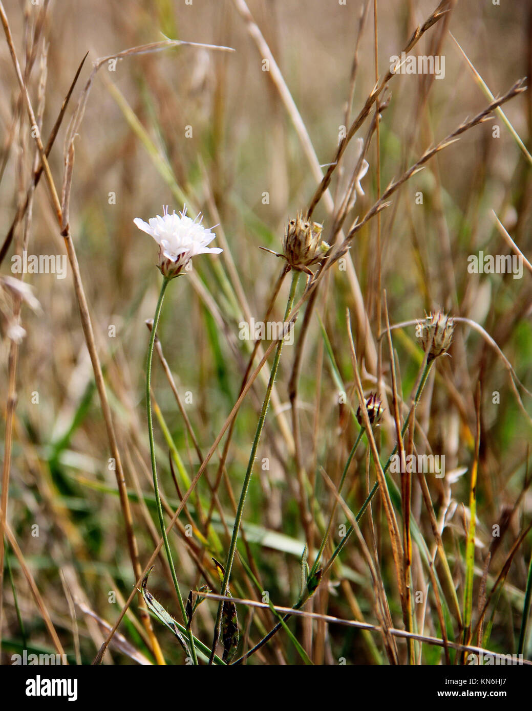white helichrysum. photo. Stock Photo