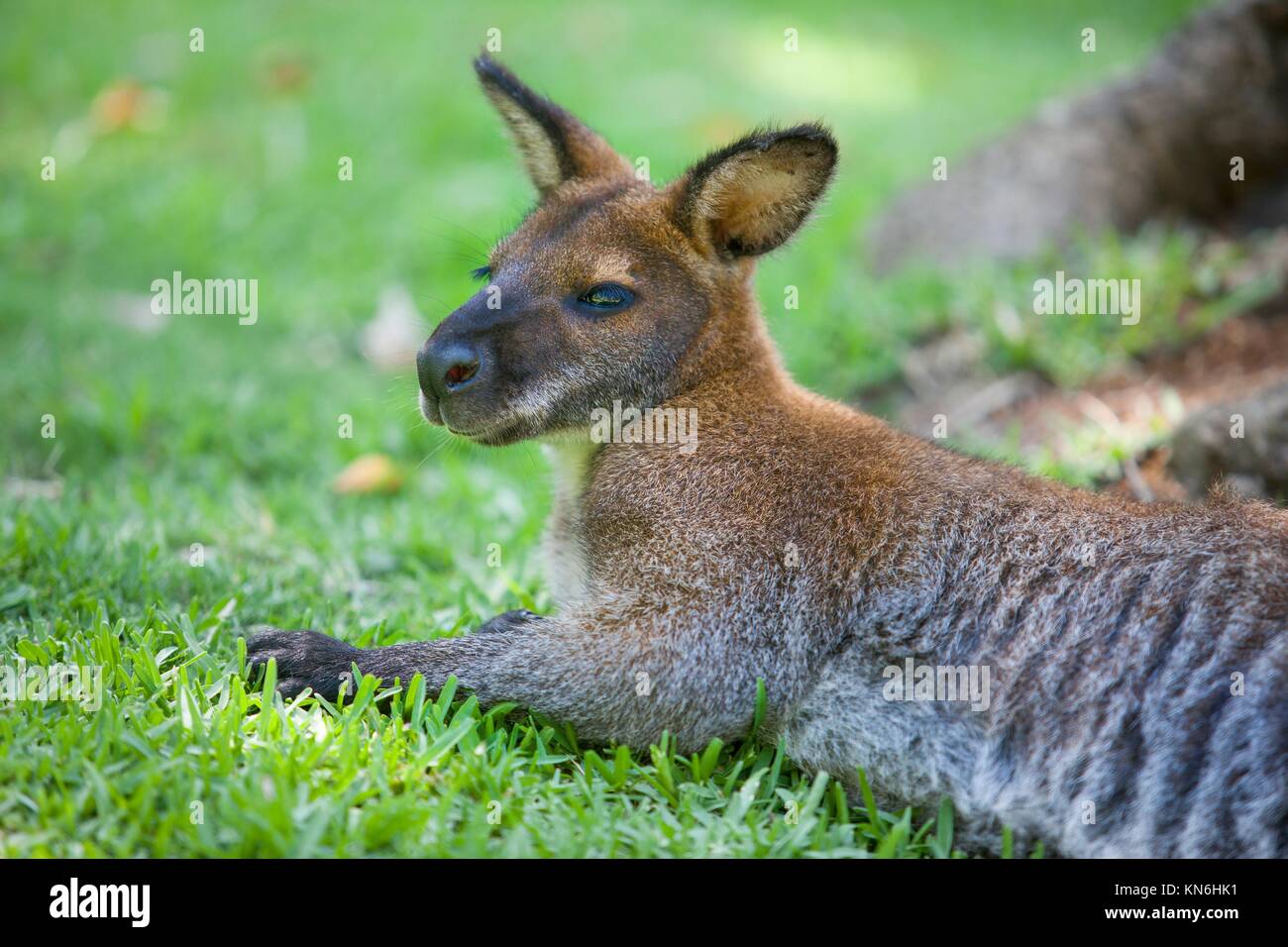 Wallaby sleep on grass in natural park. Stock Photo