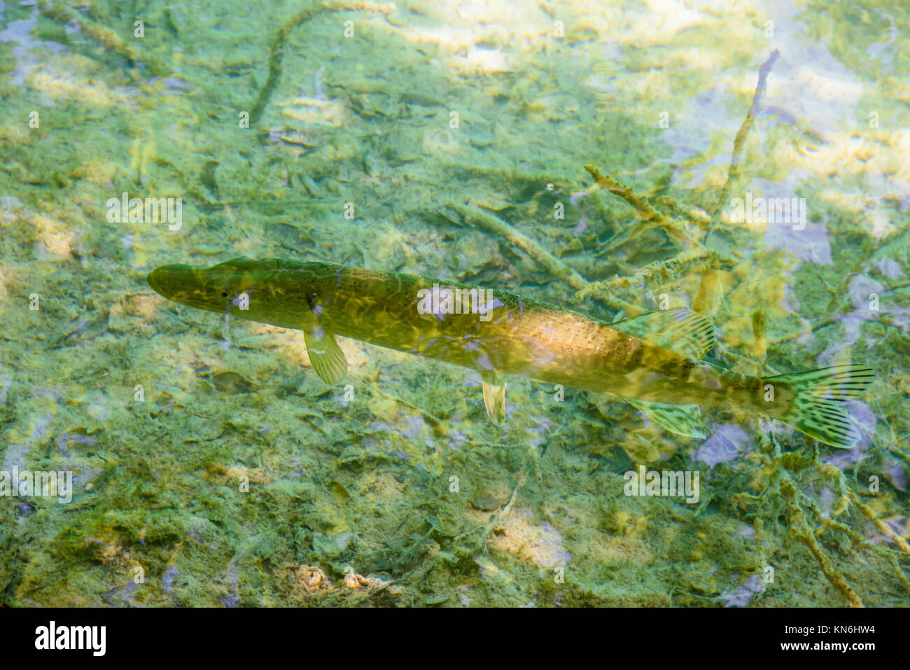 Pike, Plitvice Lakes National Park, Croatia Stock Photo