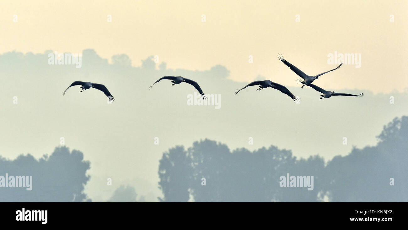 Birds in flight. A silhouettes of cranes in flight. Flock of cranes flies at sunrise. Foggy morning, Sunrise sky  background. Common Crane, Grus grus  Stock Photo