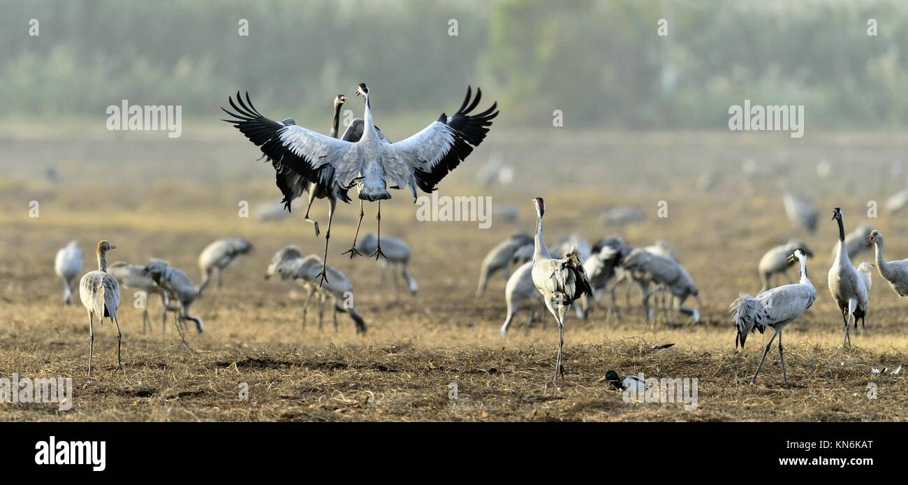 Cranes dancing in the field. The common crane (Grus grus), also known as the Eurasian crane. Stock Photo