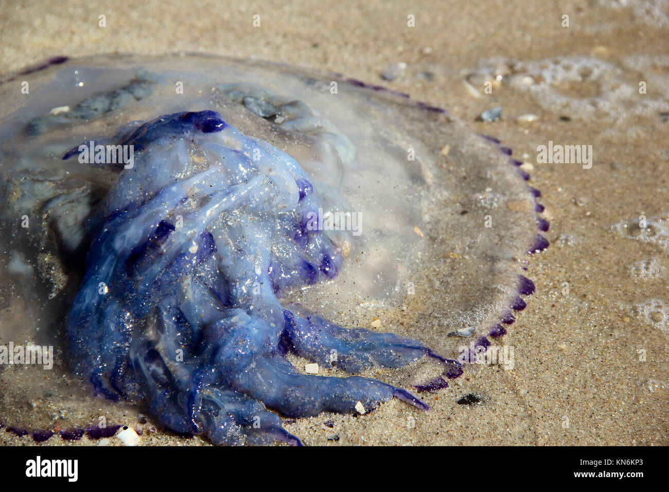 jellyfish on the beach. photo Stock Photo Alamy