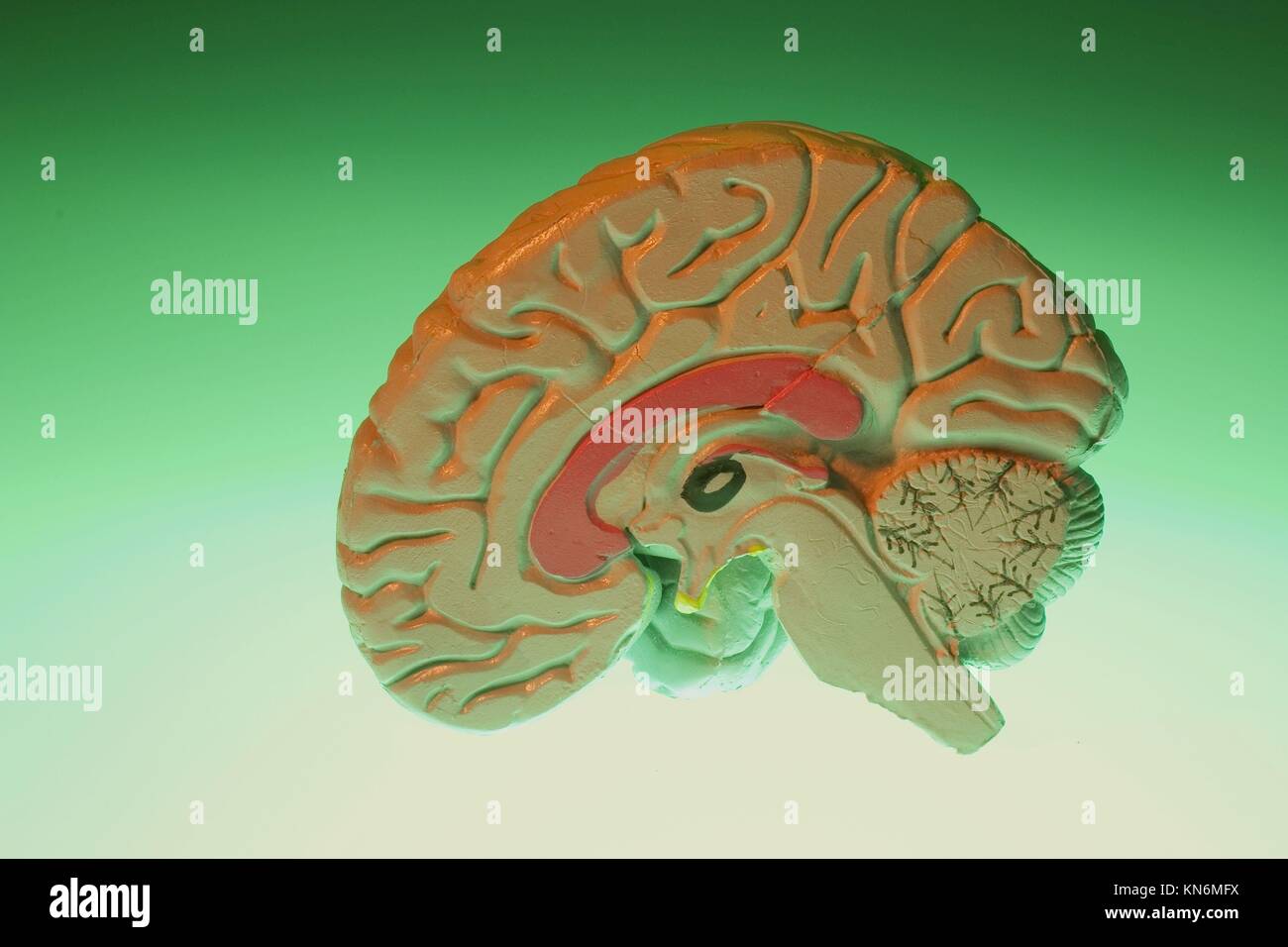 Fake brain 3 Diagram