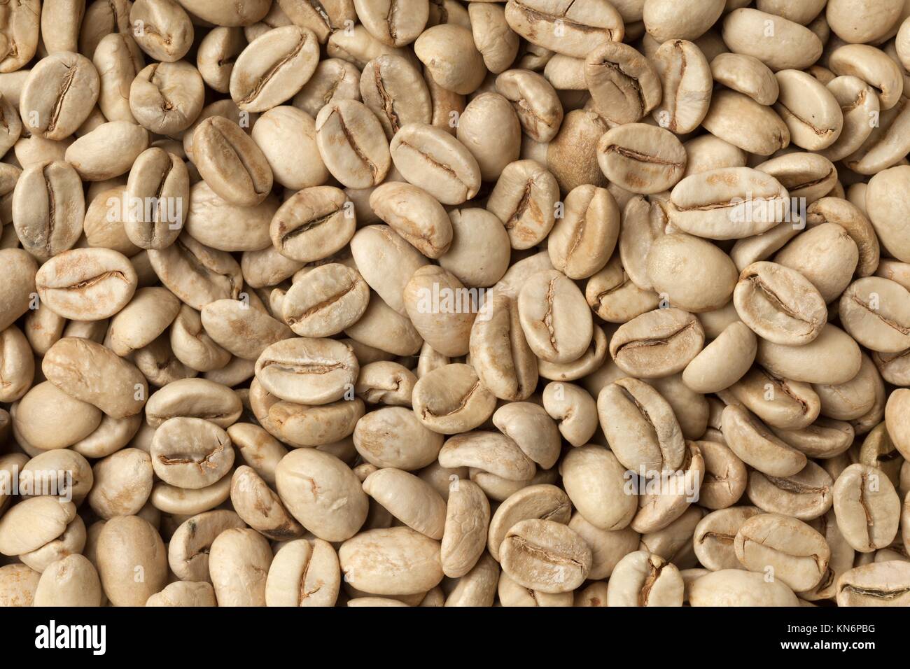 Unroasted Coffee Beans >> Malabar Green Unroasted Coffee Beans From India Full Frame Unroasted Coffee Beans >> Malabar Green Unroasted Coffee Beans From India Full Frame