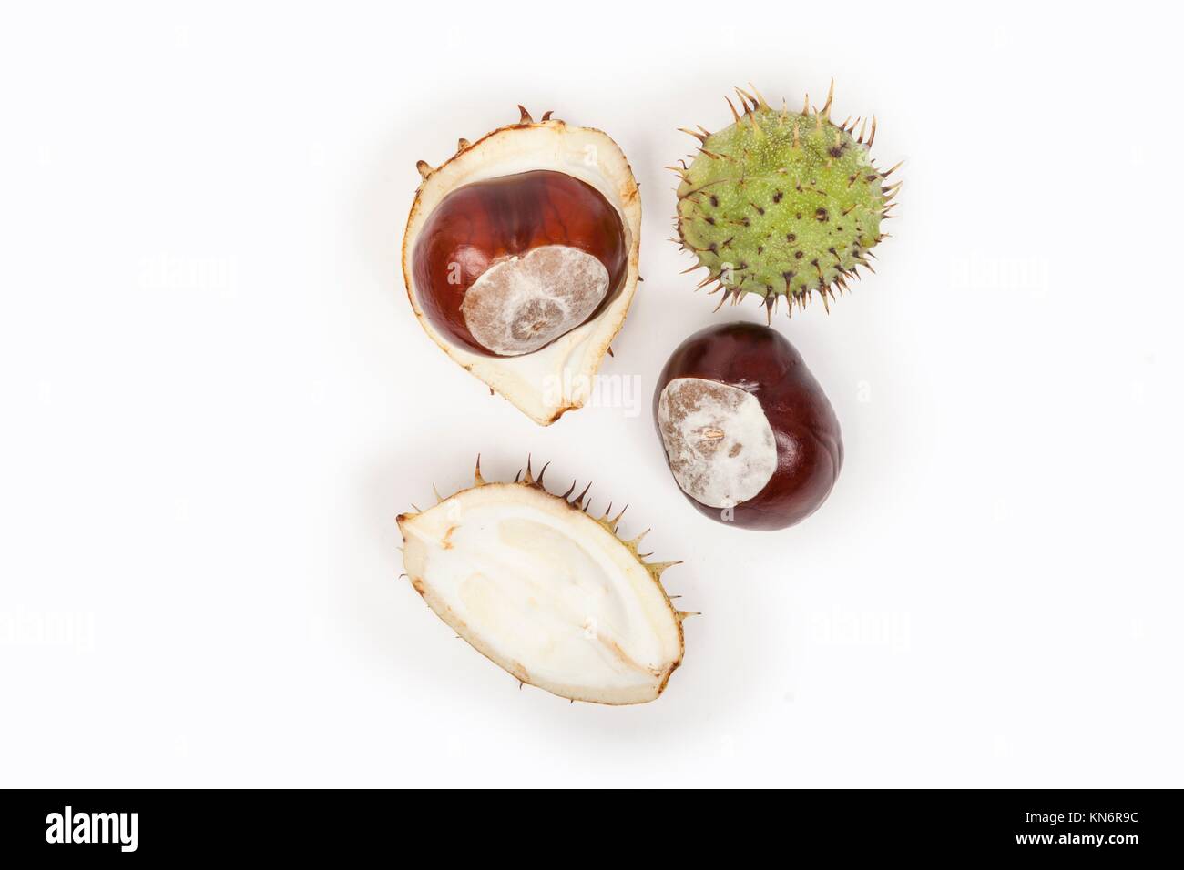 Chestnut isolated. Stock Photo