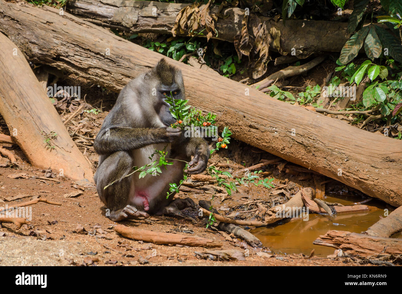 Drill monkey sitting at water feeding on berries in rain forest of Nigeria Stock Photo