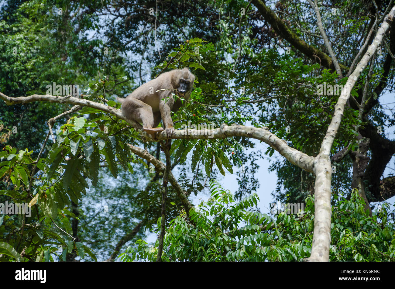 Drill monkey climbing tree and feeding on berries in rain forest of Nigeria Stock Photo