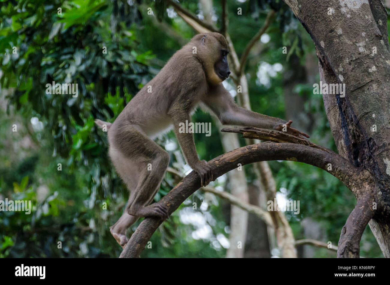Young drill monkey climbing tree in rain forest of Nigeria Stock Photo
