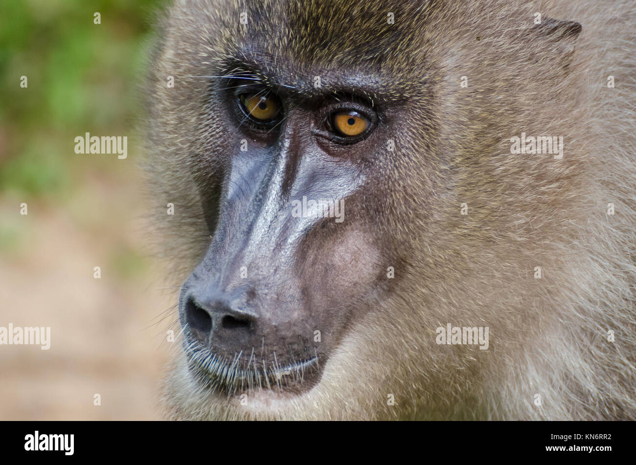 Portrait of drill monkey in rain forest of Nigeria Stock Photo