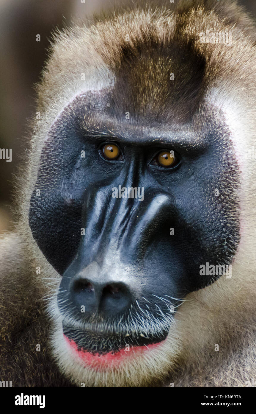 Peru, Chiclayo, Witchcraft, Shaman market. Spider monkey Stock Photo - Alamy