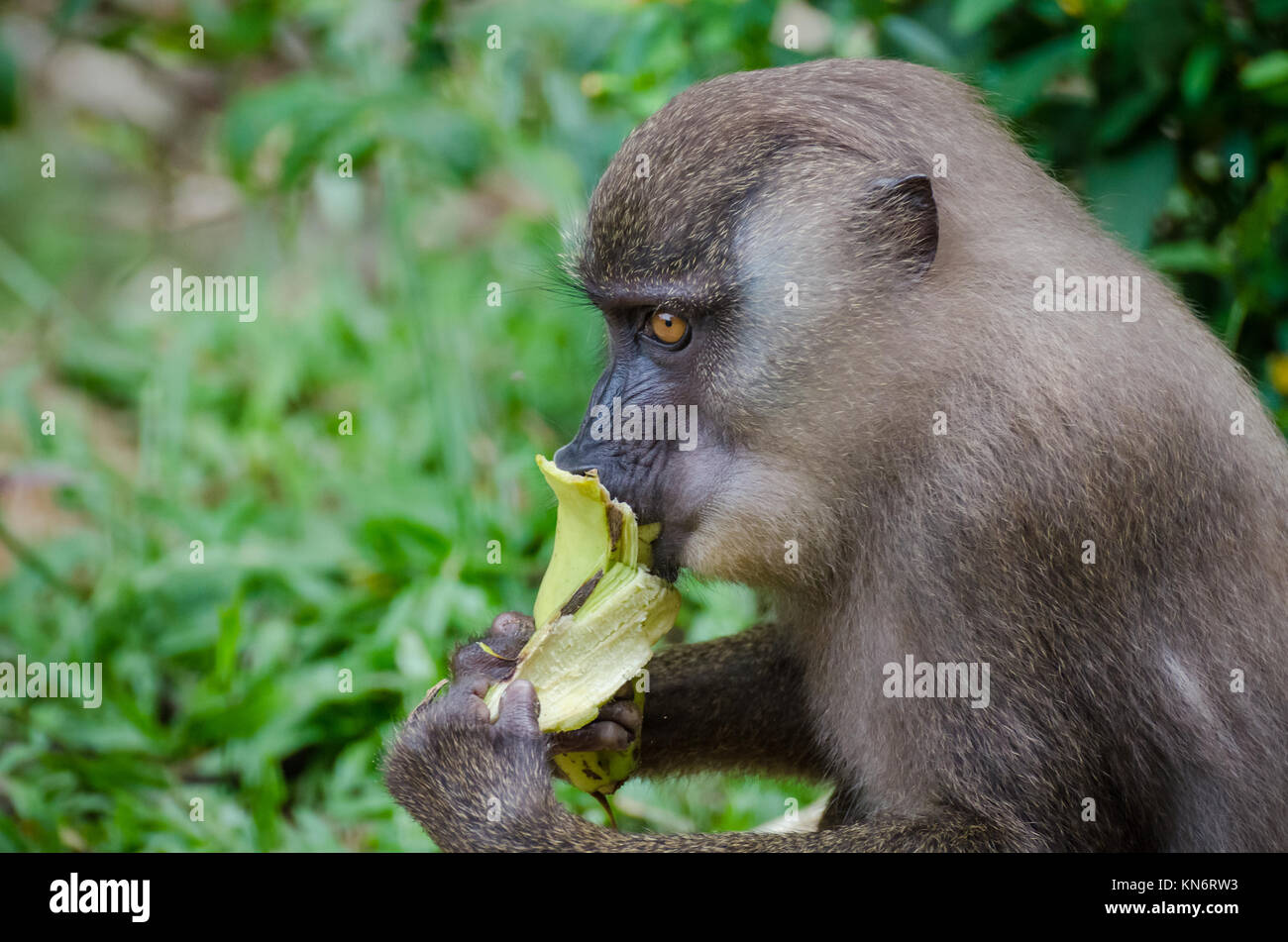 Young drill monkey feeding on banana in rain forest of Nigeria Stock Photo