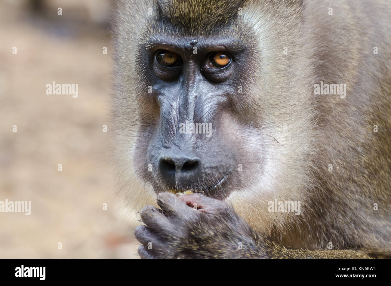 Portrait of drill monkey eating in rain forest of Nigeria Stock Photo