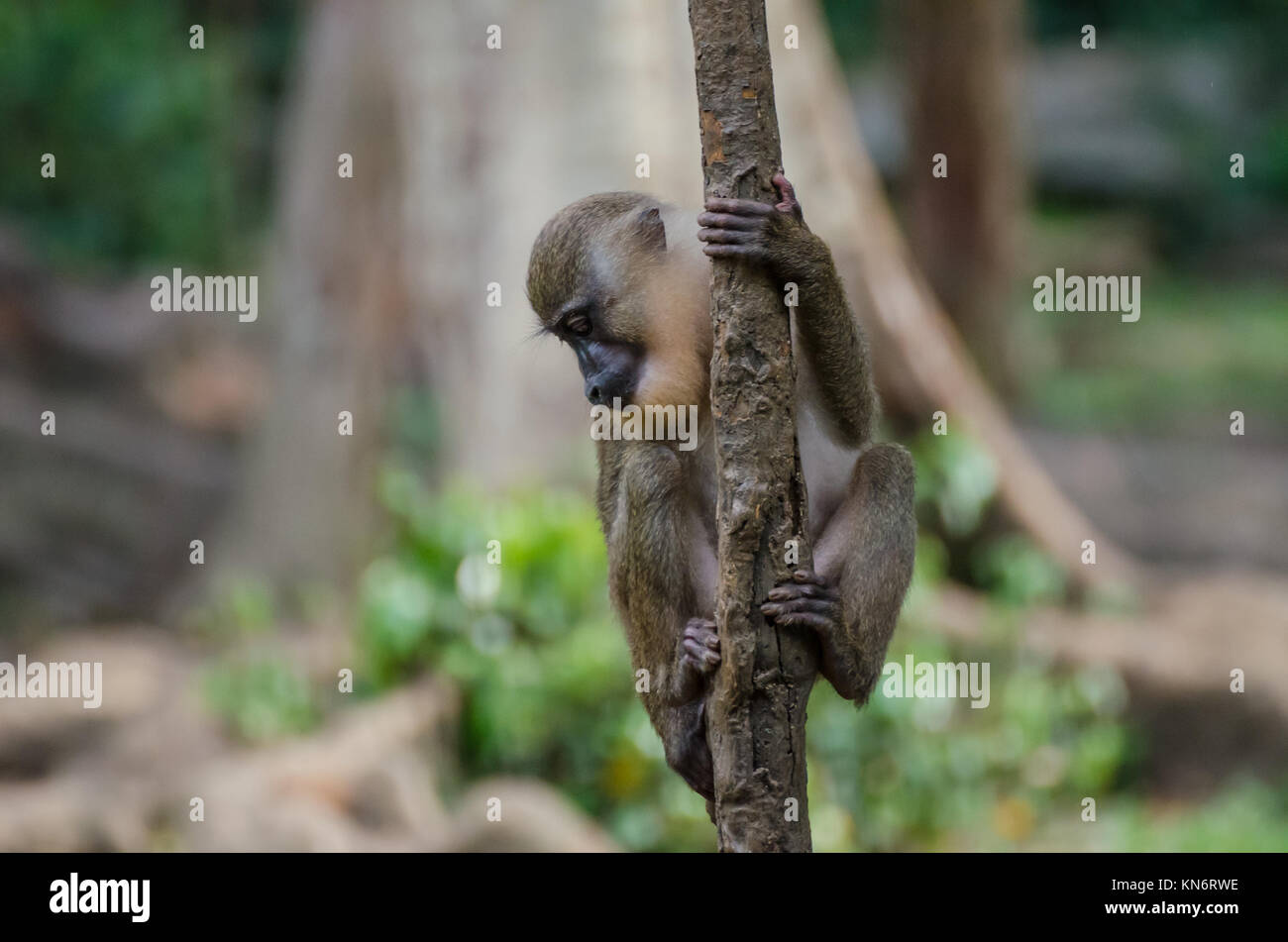 Young drill monkey climbing small tree in rain forest of Nigeria Stock Photo
