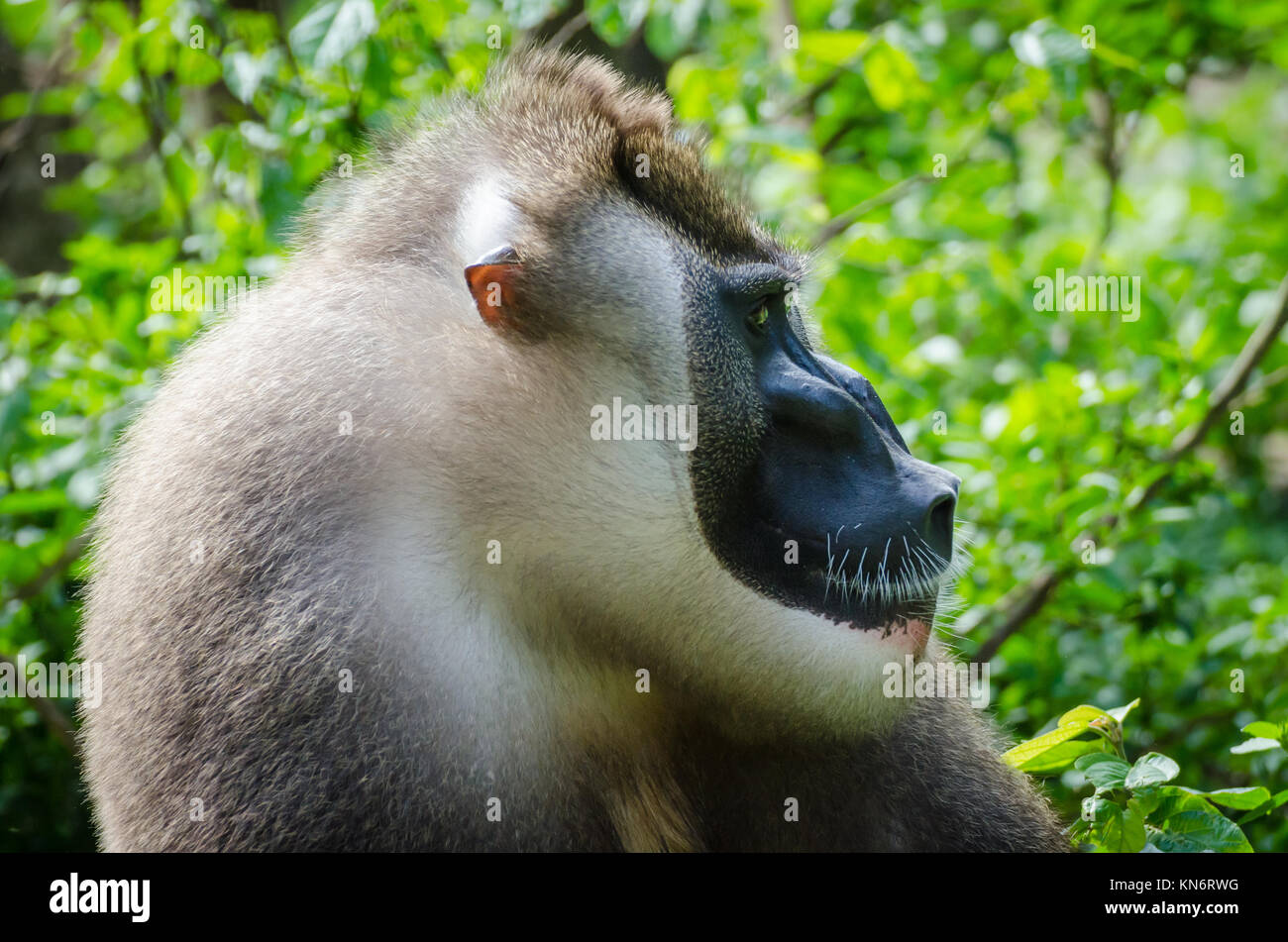 Mandrillus leucophaeus nigeria hi-res stock photography and images - Alamy